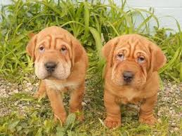 Looking for a golden doodle puppy for sale in ohio? The Walrus A Mixed Breed Of Shar Pei And Basset Hound Best Pet Dogs Dachshund Puppy Funny Dachshund Puppy Black