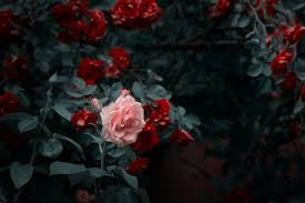 Red Rose Garden Images Browse 846 094