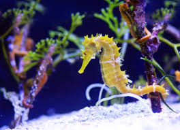 Guide To Keeping Healthy Pet Seahorses