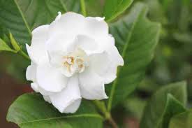 Best Soil For Gardenias Potting Soil