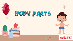all 50 body parts name in english
