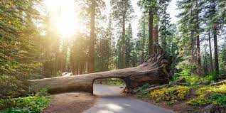 Kings canyon national park rv parks & campgrounds. Unternehmungen In Den Sequoia Kings Canyon National Parks Visit California