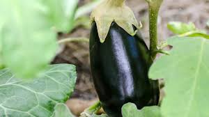 how to grow eggplant in a square foot