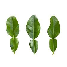 kaffir lime leaves