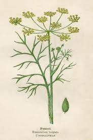 Foeniculum Vulgare' Art Print - Mabel E Step | Art.com