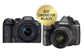 best cameras for wildlife photography