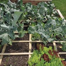 Is Square Foot Gardening A Good System