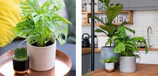 Our Top 10 Trailing Houseplants The