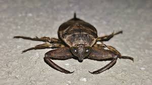 American cockroaches (periplaneta americana) are also known as a water bug or palmetto bug. they have well developed wings, but don't fly much unless temperatures are above 85 degrees, then they are known as flying waterbugs. Water Bug Vs Cockroach Control Exterminating Company