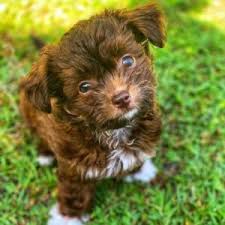 chipoo dog breed info chihuahua poodle mix