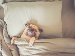 cute pug dog sleep on pillow in bed and