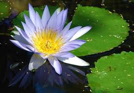 water lily is the national flower of
