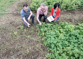 Early Success For Late Blight Resistance Trial In Potatoes
