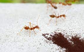 are ants attracted to coffee insectic