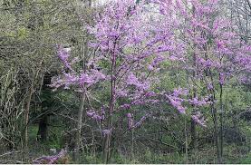 Add texture, color & fragrance to your landscape. Redbud Ohio Plants
