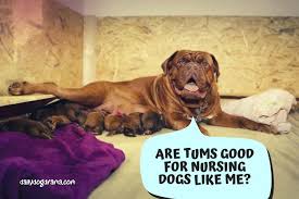 are tums good for nursing dogs dog