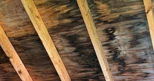 how to remove mold from wood 2024