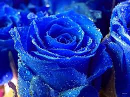 beautiful blue flowers wallpapers top