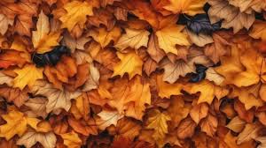 250 favorite fall backgrounds for your