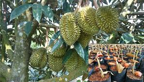 Dipublikasikan tanggal 18 februari 2020 cara semai biji durian yang benar 100% tumbuh. Panduan Lengkap Cara Menanam Durian Dari Biji Bagi Pemula Agar Cepat Berbuah Faunadanflora Com