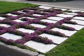 tips for growing creeping thyme plants