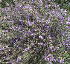Yass australian native plants, ясс. Eremophila Nivea Covered In Flowers Australian Native Shrub Photograph By Rita Blom