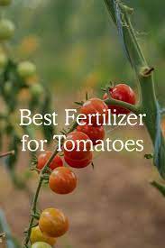 best fertilizer for tomatoes in 2022