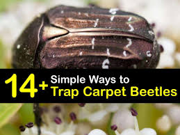 clever carpet beetle traps that work