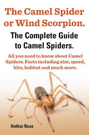 Also are you sure you want one, it a bloody freaky looking bugger! The Camel Spider Or Wind Scorpion The Complete Guide To Camel Spiders All You Need To Know About Camel Spiders Facts Including Size Speed Bite An Ross Hathai 9780992676728 Amazon Com Books