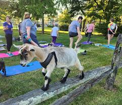 goat yoga by the pond play kettering