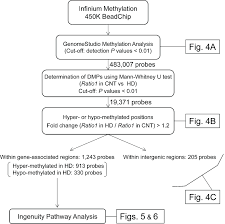 Flow Chart Diagram Showing The Genome Wide Dna Methylation