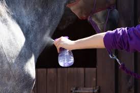 desensitizing horses to fly spray
