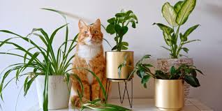 Keep Cats Out Of Plants