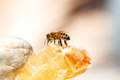 Can honey be cruelty free?