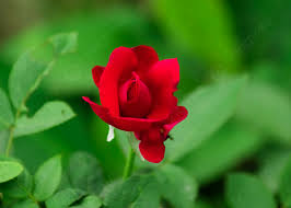 red rose background image