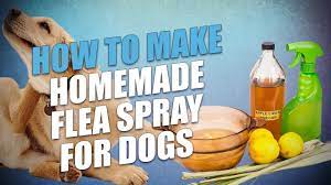 diy homemade flea spray for dogs 3