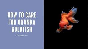 how to care for oranda goldfish a
