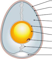 Draw a big egg on the large white paper and cut it out by using the scissors. 34 Label The Parts Of An Egg Labels For Your Ideas