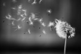 Image result for wishes in black and white'