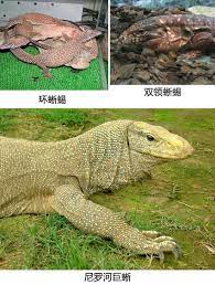 皮料知识篇：名贵皮料之蜥蜴皮- 广州尚多皮具有限公司