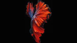 an81 apple ios9 fish live background