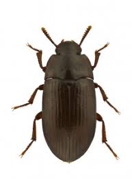 darkling beetle control bugspray com
