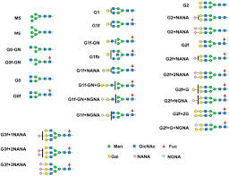The Glycan Nomenclature And Structure Download Scientific