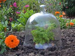 Large Glass Bell Jar Cloche Access