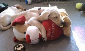 We want to make you. 11am Cute Puppy Happy Valentine S Day From Your Favorite Puppies Assistance Dogs