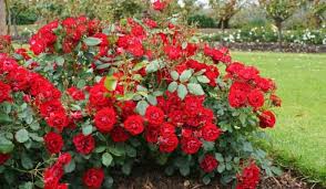 floribunda rose facts how to grow and