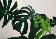 is-swiss-monstera-toxic-to-dogs