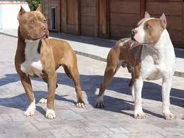 December 24, 2020 | 9 min read the american staffordshire terrier and the american pitbull terrier, are both considered pitbull type dogs, or bully breeds. as such, you'll soon learn that there are a number of similarities between them. Staffordshire Terrier Vs Pit Bull Similarities And Differences