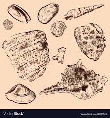 Sea Shell Collection Original Hand Drawn