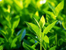 How can we grow green tea at home?